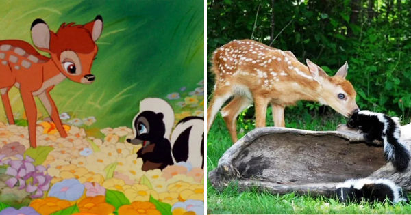 Can You Name The Disney Characters Based On These Real-Life Animals?